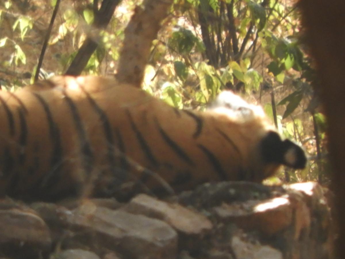 Tigress 'Arrowhead' in Ranthambore National Park